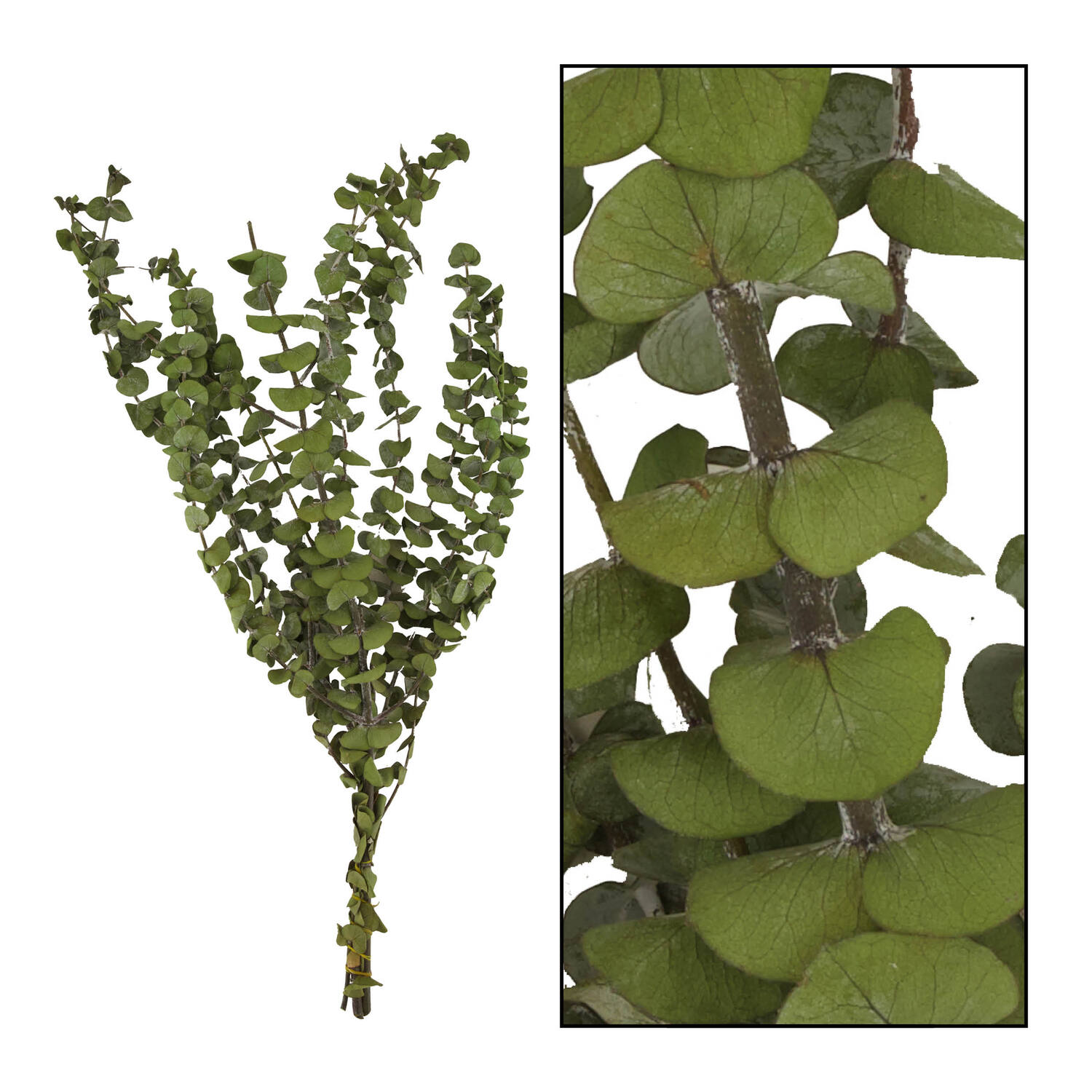 Eucalyptus nature 85gr - Green