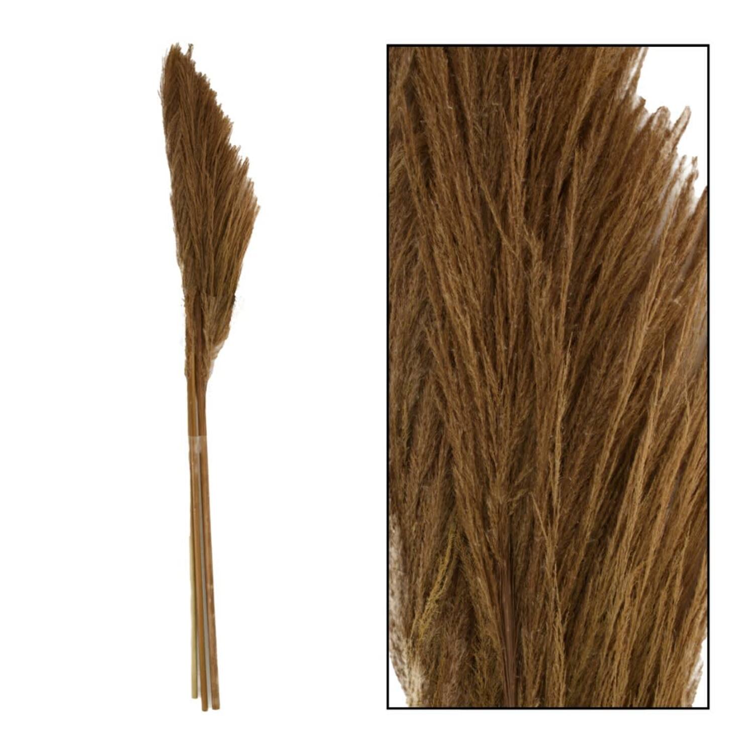 Pampas grass Sem nature 160cm 3pc