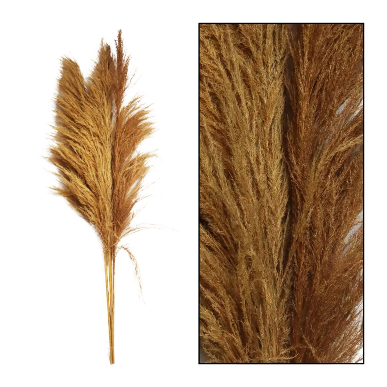 Pampas grass Sem nature 160cm