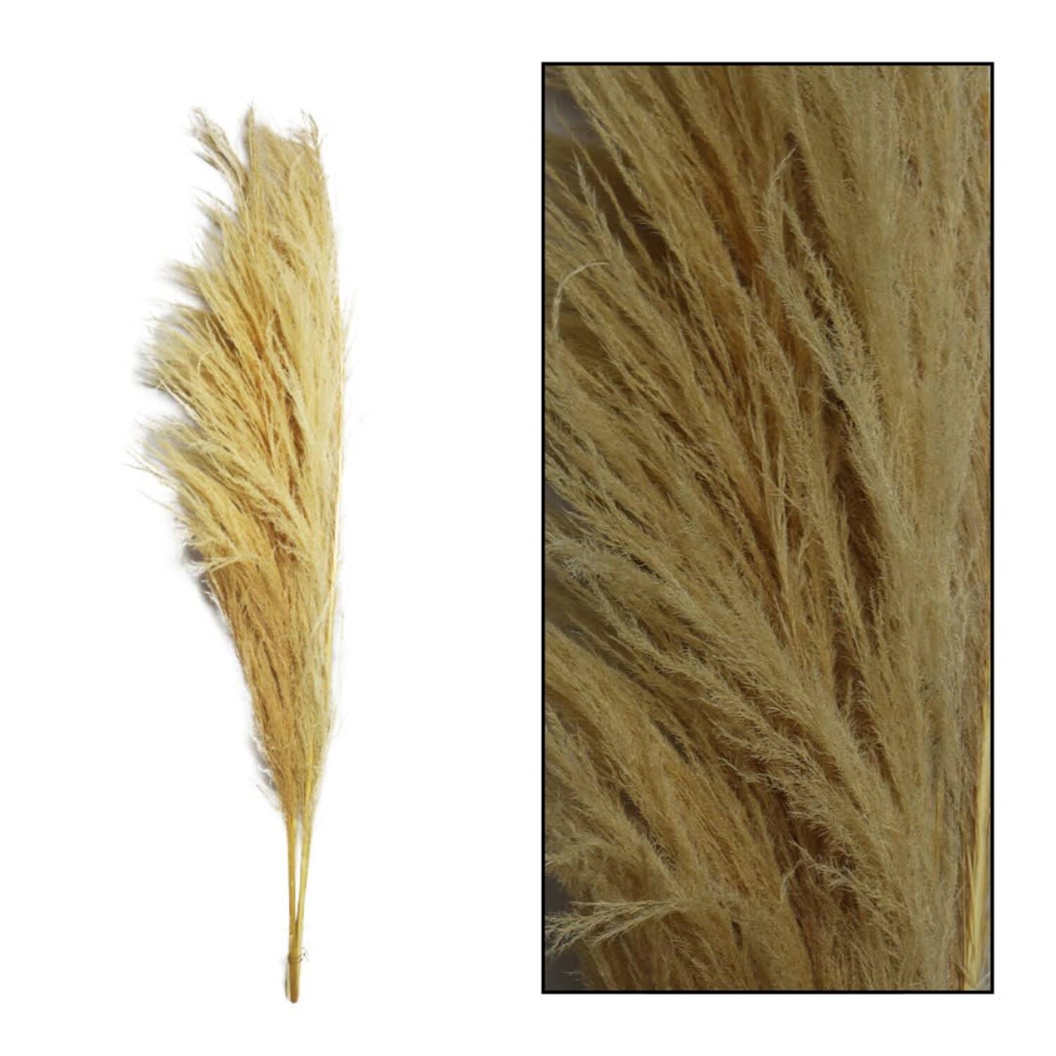 Pampas grass Sem nature 160cm