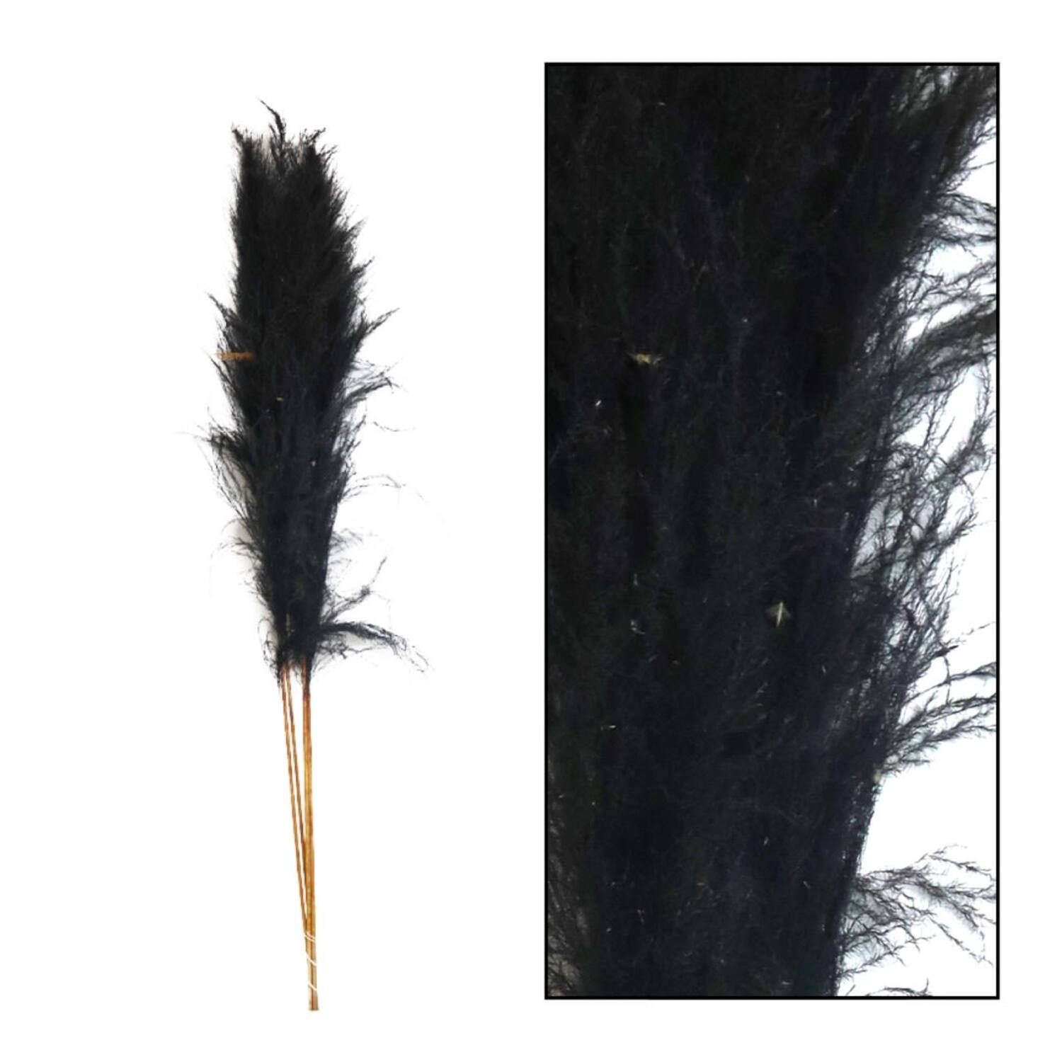 Pampas grass Sem nature 160cm - Black