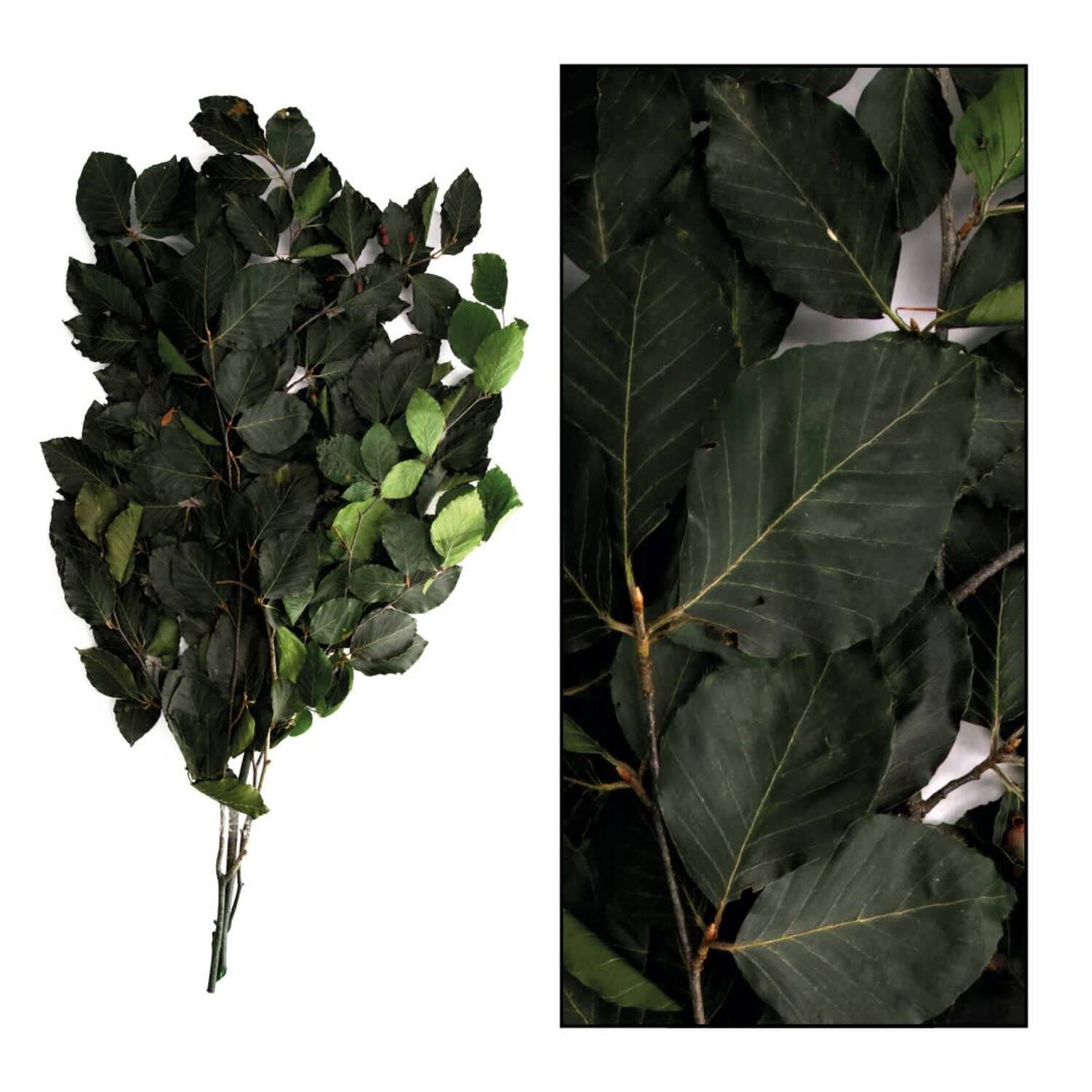 Bunch beech nature 78x48x14cm 50gr - Green