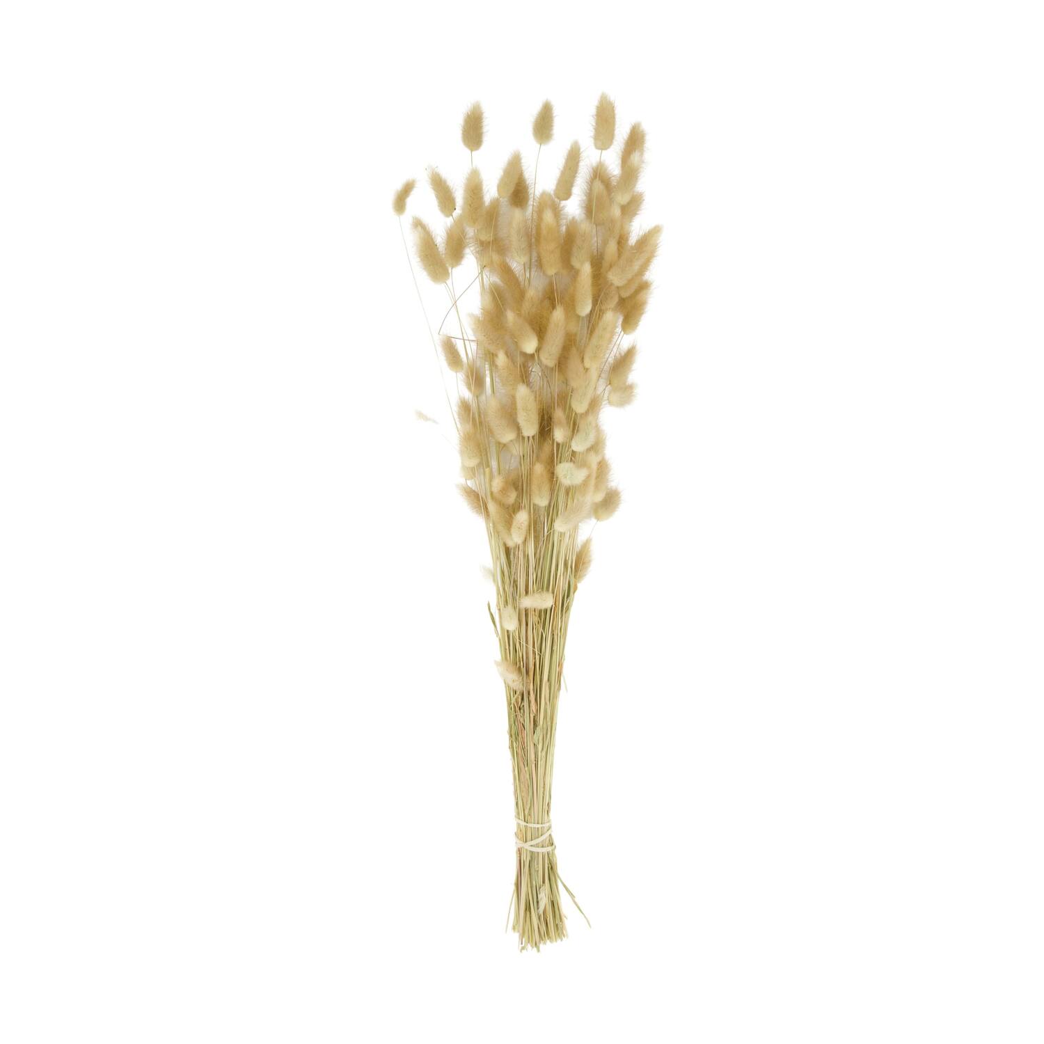 Lagurus bunch nature 75x15x10cm - Natural