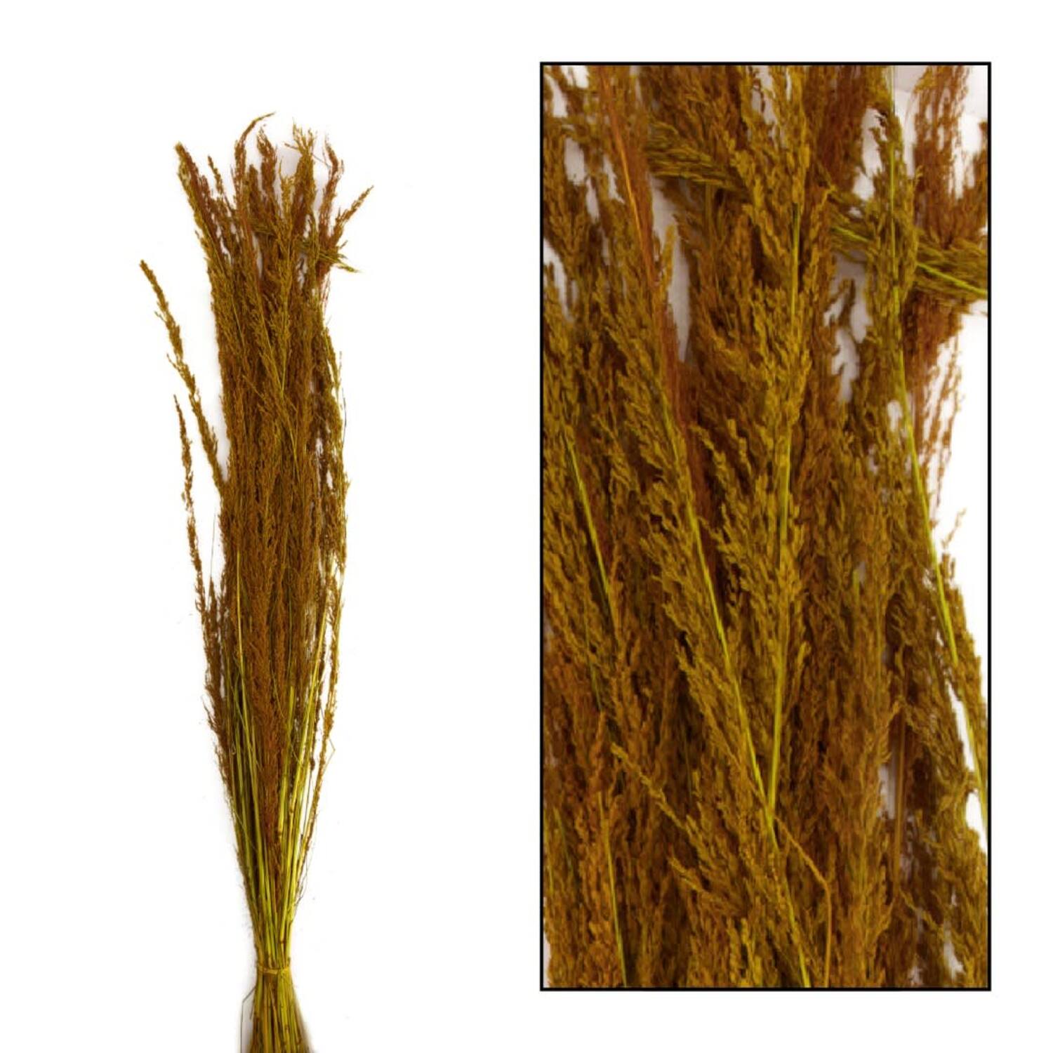 Richmond grass nature 100gr - Yellow