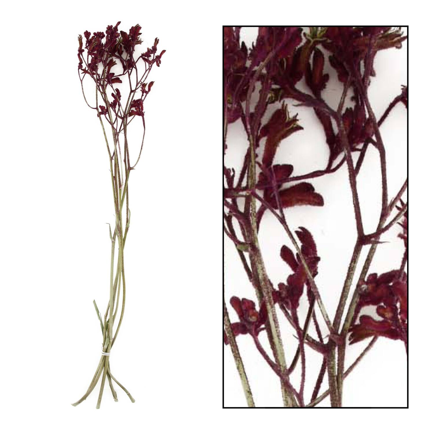 Bunch anigozanthos nature 5pc - Red
