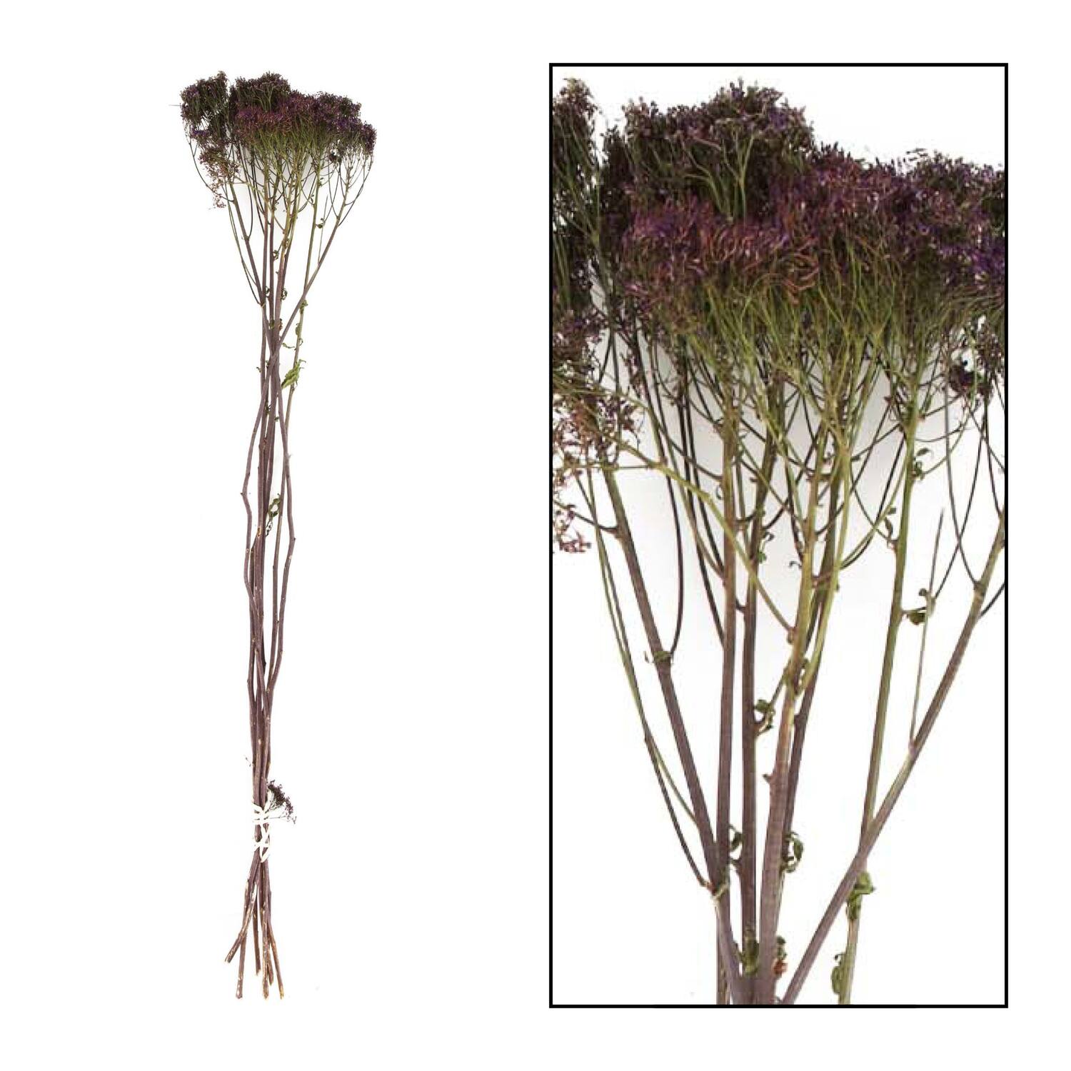 Bunch trachelium nature 60x13x10cm 7pc