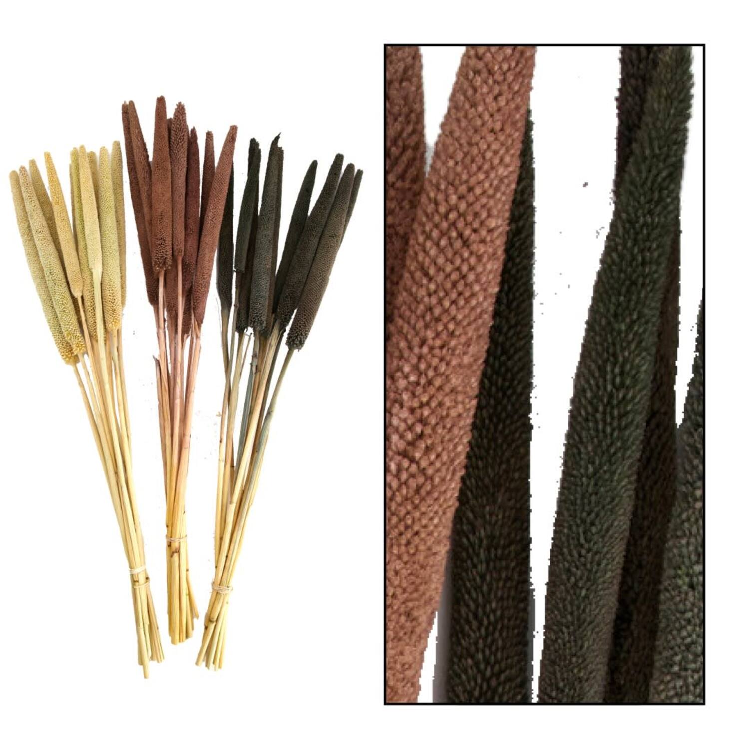 Babala nature 70x15x5cm 5pc