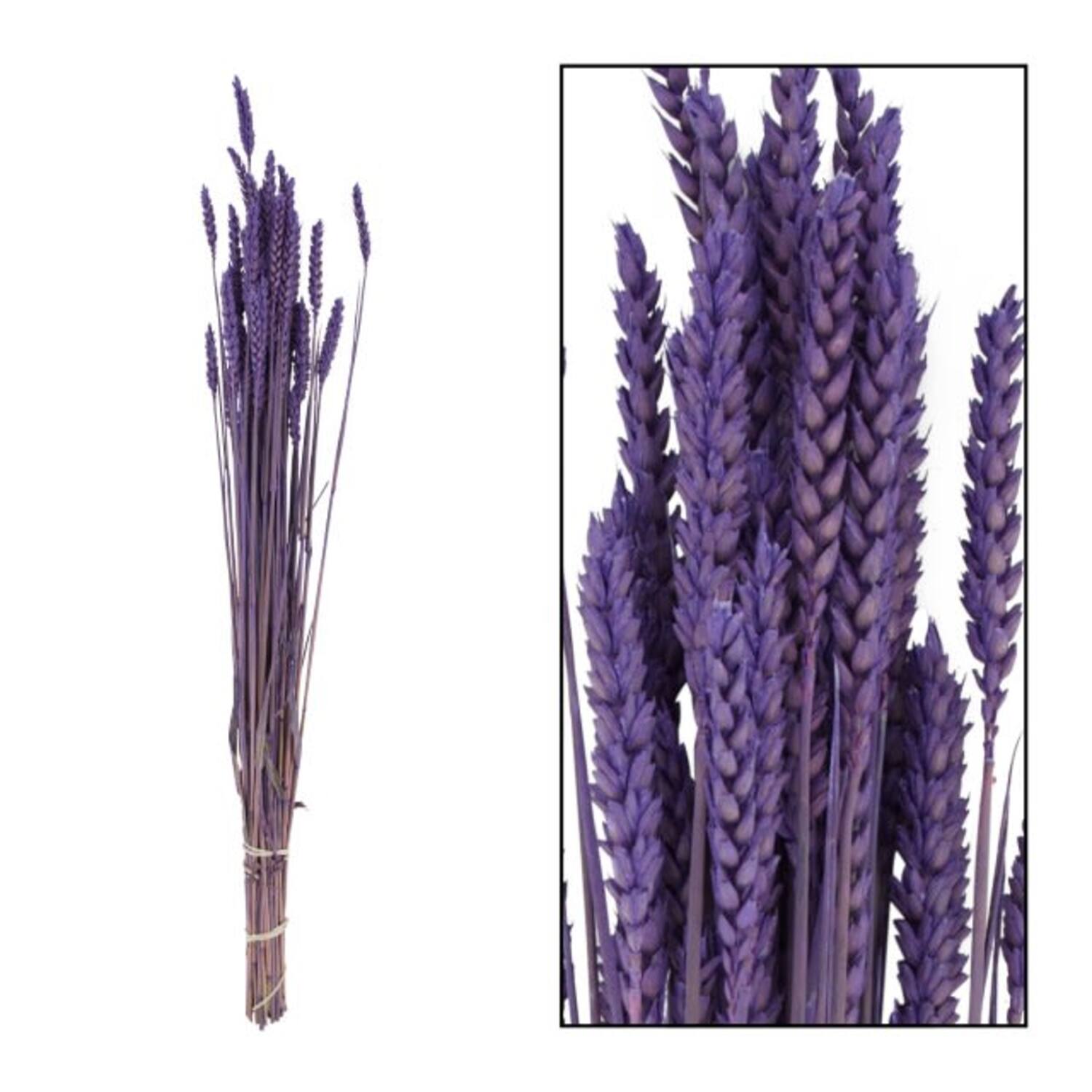 Droogbloemen bunch triticum nature lila