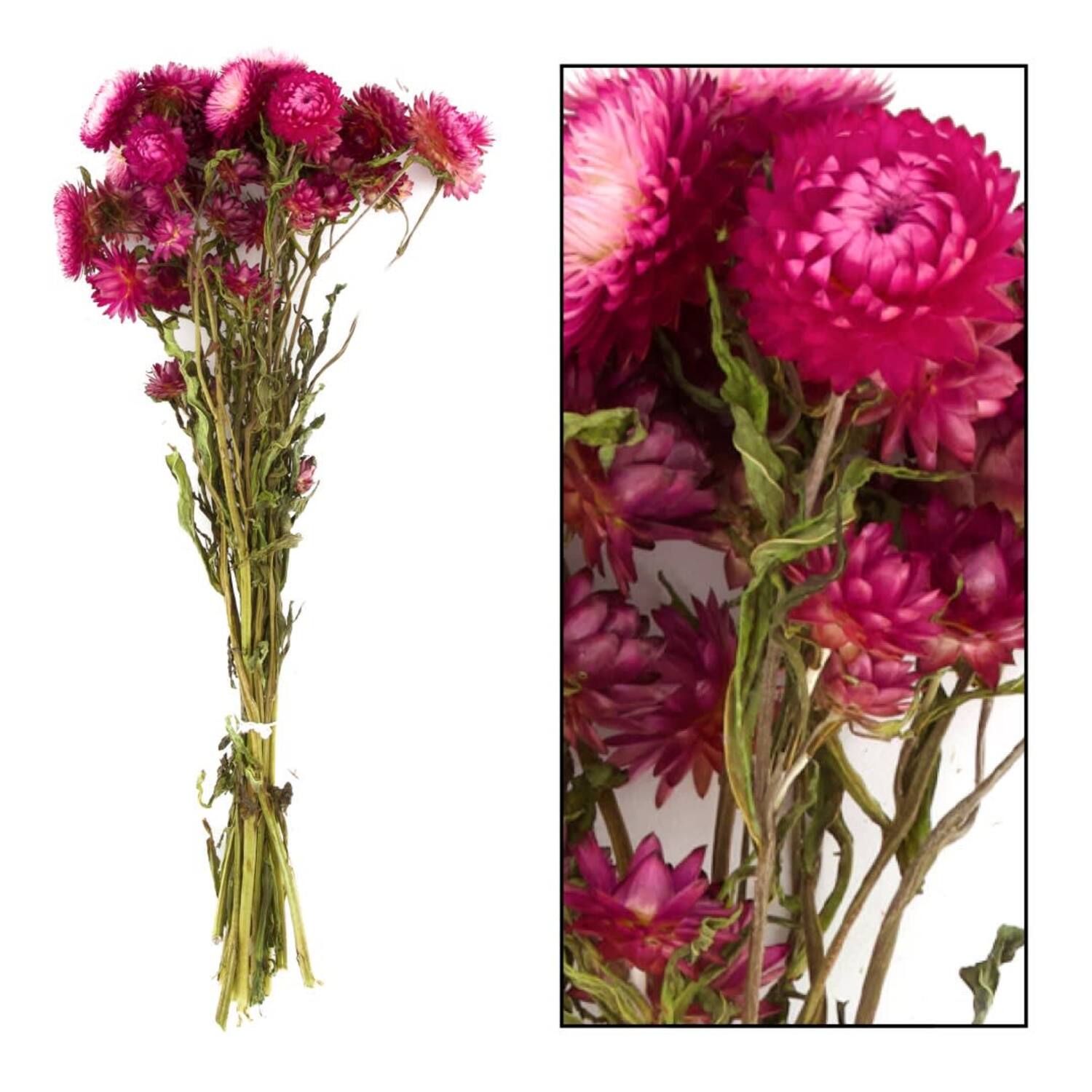 Bunch Helichrysum nature