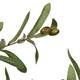 Tree olive artificial 70x70x120cm - Green