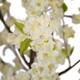 Tree peach blossom artificial 100x80x200cm - White