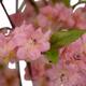 Tree peach blossom artificial 100x80x200cm - Pink