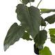 Plant taro artificial 120x100x170cm - Green