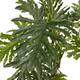 Plant philodendron artificial 100x100x190cm - Green