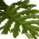 Plant philodendron artificial 100x100x190cm - Green