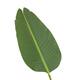 Plant strelitzia artificial 90x80x155cm