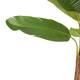 Tree banana artificial 115x120x200cm - Green