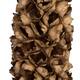 Cacho de coco with stem 90cm - Natural