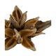 Penca sororoca medium - Natural