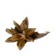 Penca sororoca medium - Natural