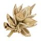 Penca sororoca medium - Cream
