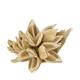 Penca sororoca medium - Cream