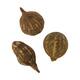 Baobab big 12-20cm 6pc
