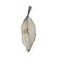Baobab big 12-20cm 6pc - White