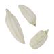 Baobab big 12-20cm 6pc - White