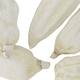 Baobab big 12-20cm 6pc - White