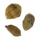 Baobab medium 8-12cm 10pc - Natural