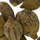 Baobab medium 8-12cm 10pc - Natural