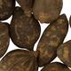 Baobab medium 8-12cm 10pc