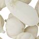 Baobab medium 8-12cm 10pc - White