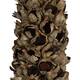 Cacho de coco with stem 140-160cm - Natural