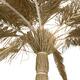 Palm tree grass on feet 220x220x260cm - Natural
