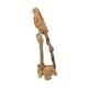 Statue parrot erosion wood on stand 53x38x120cm - Natural