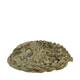 Shell abalone large nature 14x11x2.5cm - Natural