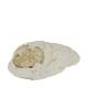 Shell abalone large nature 14x11x3cm - Cream