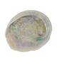 Shell abalone large nature 14x11x3cm - Cream