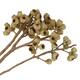 Branch ambernut nature 35x10x6cm