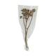 Branch ambernut nature 35x10x6cm