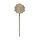 Flower sola belli nature 65x12x12cm