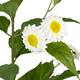 Branch chamomile artificial 102x30x25cm