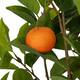 Tree mandarin artificial 55x50x80cm - Orange