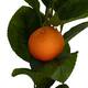 Tree mandarin artificial 70x70x150cm - Orange