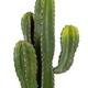 Plant cactus artificial 26x19x86cm - Green