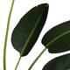 Plant strelitzia artificial 120x100x235cm KD - Green