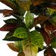 Plant croton artificial 70x70x100cm - Green
