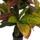 Plant croton artificial 60x60x75cm
